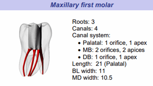 Trenings-molar med 4 kanaler.png